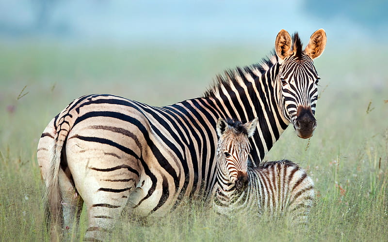South Africa Rietvlei Nature Reserve Zebra 2020 Bing, HD wallpaper