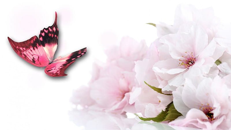 Pink Sakura Butterfly, sakura, butterfly, fresh, flowers, spring, soft, pink, cherry blossoms, HD wallpaper