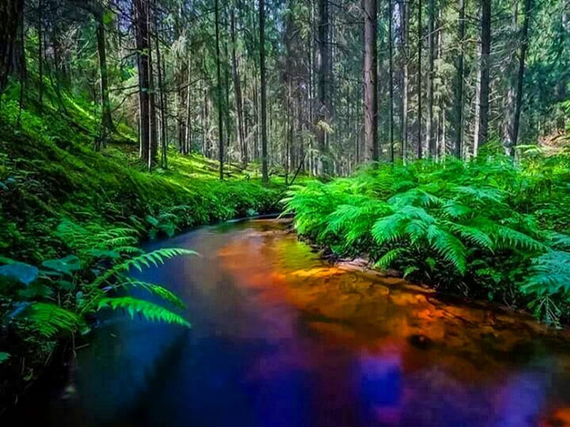 Deep within, forest, creek, trees, green, HD wallpaper