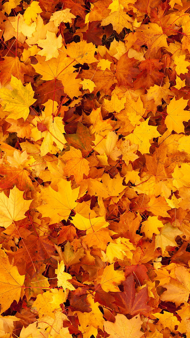 Fall leaves, autumn, fall leaves, fall nature, nature, simple, HD phone  wallpaper | Peakpx