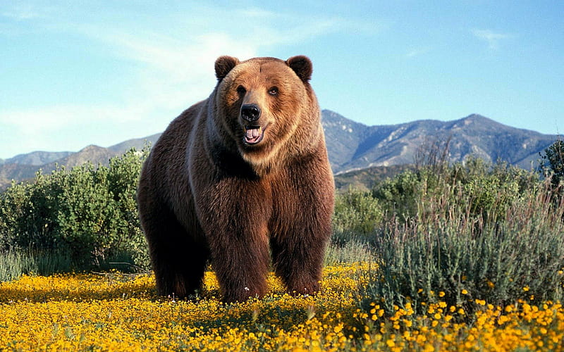 Amazing Grizzly, bear, big, grizzly, wild, HD wallpaper