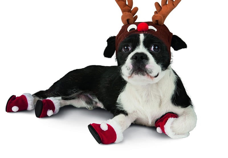 ≡ Nice disguise ≡, red, brown, print in my heart, black, horns, merry christmas, disguise, love, siempre, beautiful soul, reindeer, white, pet paw, animals, dogs, HD wallpaper