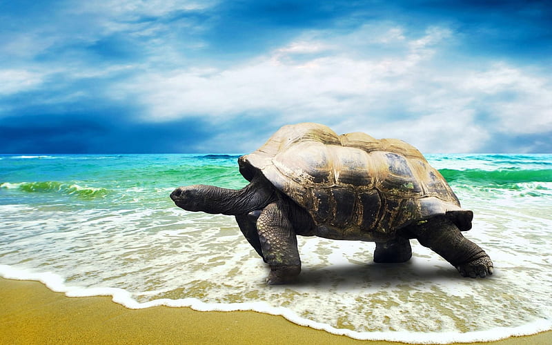 ocean, turtle, beach, sand, Australia, large turtle, HD wallpaper
