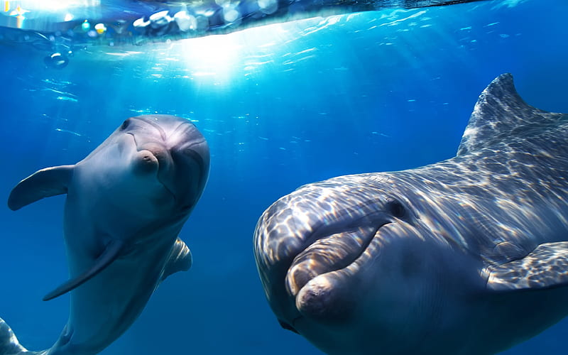 dolphins underwater world, ocean, marine mammals, HD wallpaper