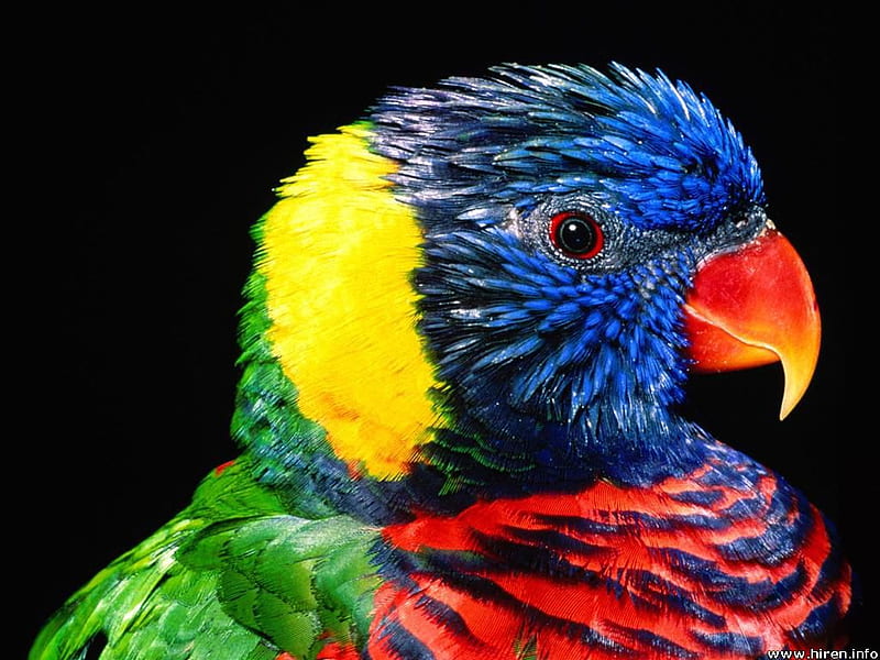 Rainbow Lorikeet, bird, closeup, australia, parrot, HD wallpaper