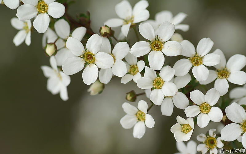 Macro white flower- Flowers graphy, HD wallpaper