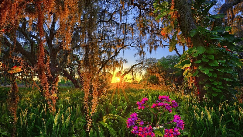 Sunset in Florida, landscape, trees, sun, usa, HD wallpaper | Peakpx