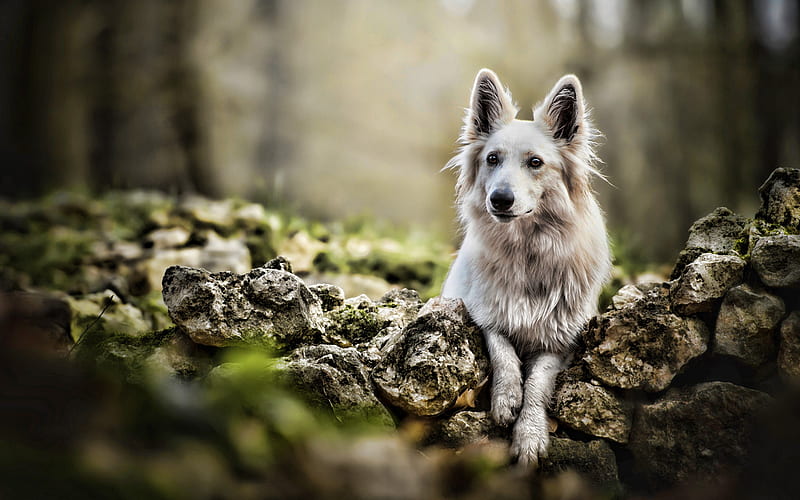 Swiss Shepherd, R, cute animals, forest, dogs, bokeh, white dog, Berger Blanc Suisse, pets, White Shepherd Dog, White Swiss Shepherd, HD wallpaper