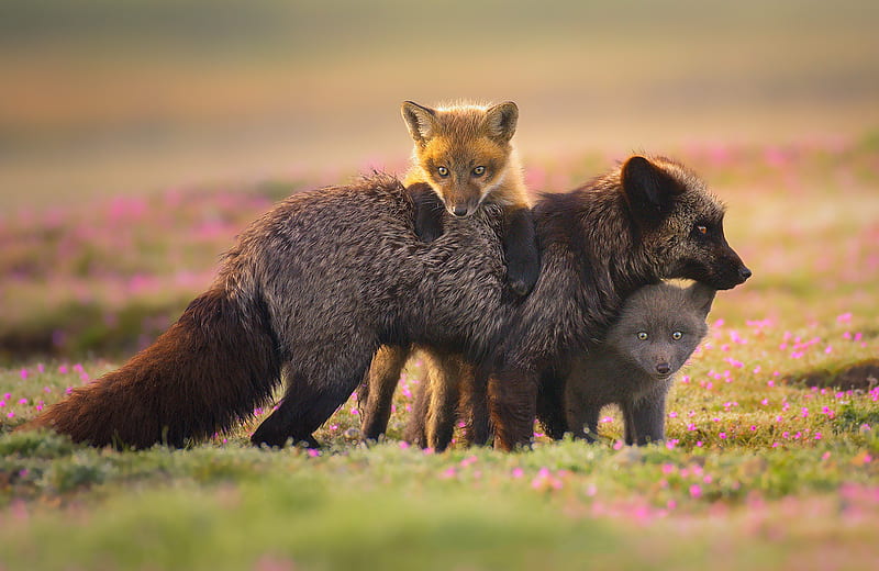 Animal, Fox, Baby Animal, Cub, Silver Fox (Animal), Wildlife, HD wallpaper
