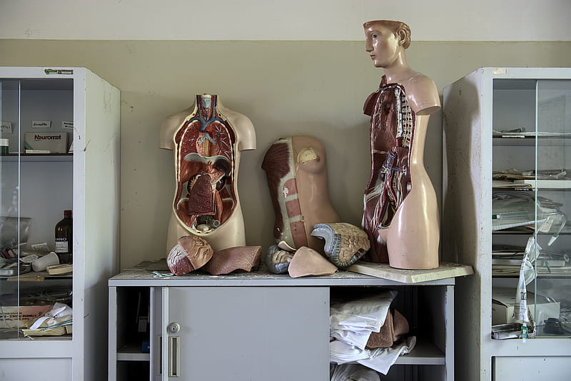 body anatomy mannequins on table, HD wallpaper