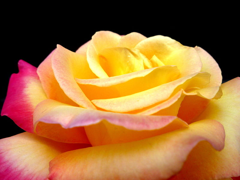 Rosa, flores, color, naturaleza, rosas, Fondo de pantalla HD | Peakpx