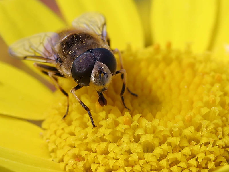 Fly Closeup, bug, fly, golden, flower, insect, HD wallpaper