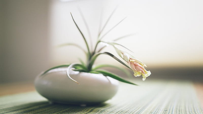 ✽, table, flower, vase, pot, white tablecloth, HD wallpaper