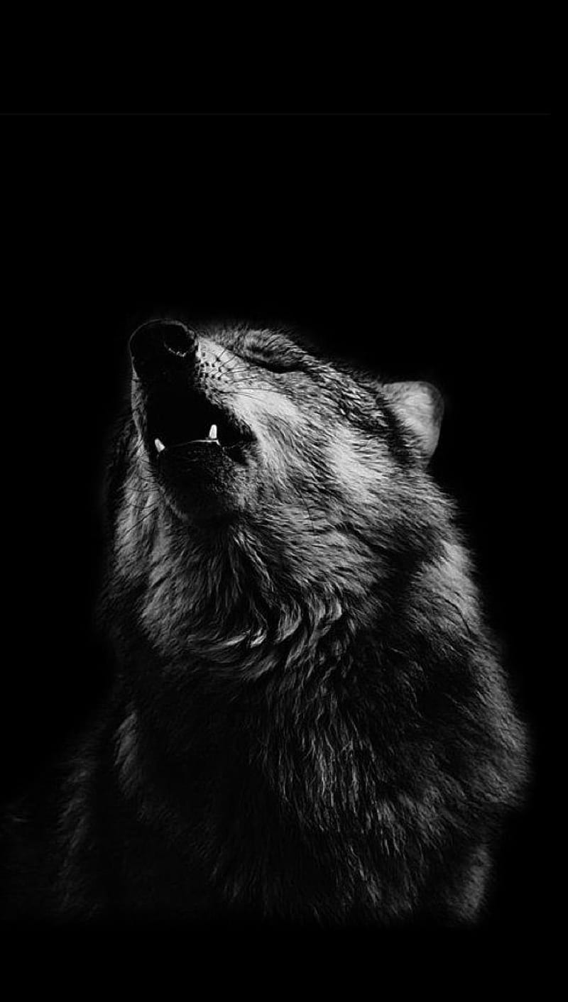 Wolf, HD phone wallpaper