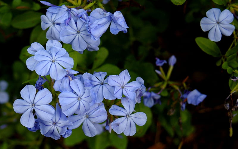 Blue Periwinkle romance, bonito, floral, graphy, love, wide screen, flower, beauty, HD wallpaper