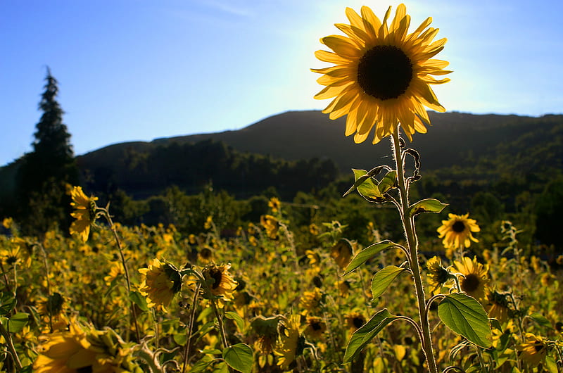 sunflowers, flowers, field, bright, HD wallpaper