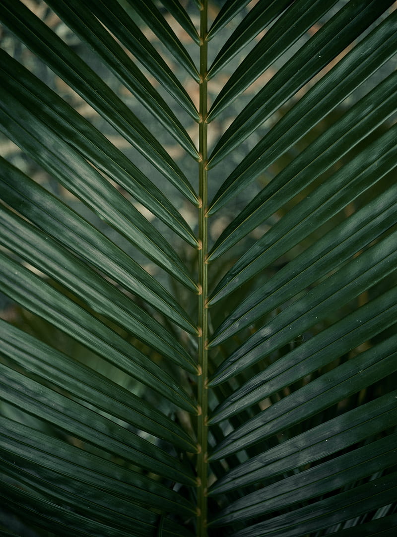 leaf, branch, palm, green, plant, HD phone wallpaper