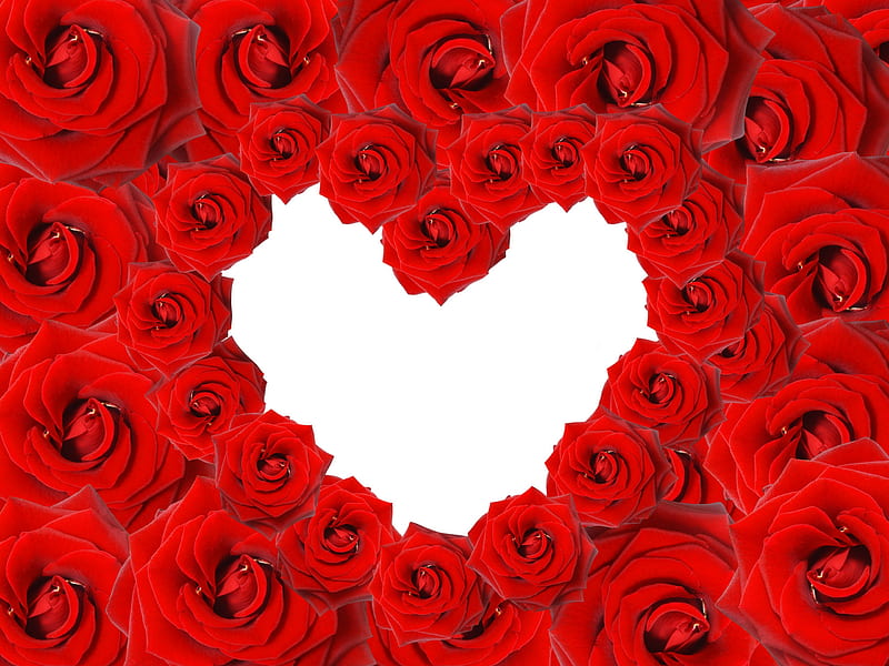 Red Roses, with love, red, pretty, wonderful, romatic, rose, bonito, red  rose, HD wallpaper | Peakpx