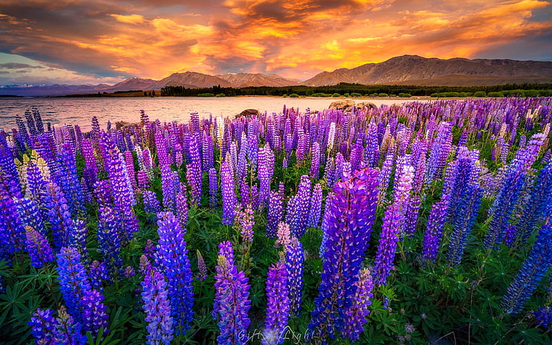 Lake Tekapo, lupin, fiery, sunset, clouds, wildflowers, flowers, New Zealand, Tekapo, meadow, HD wallpaper