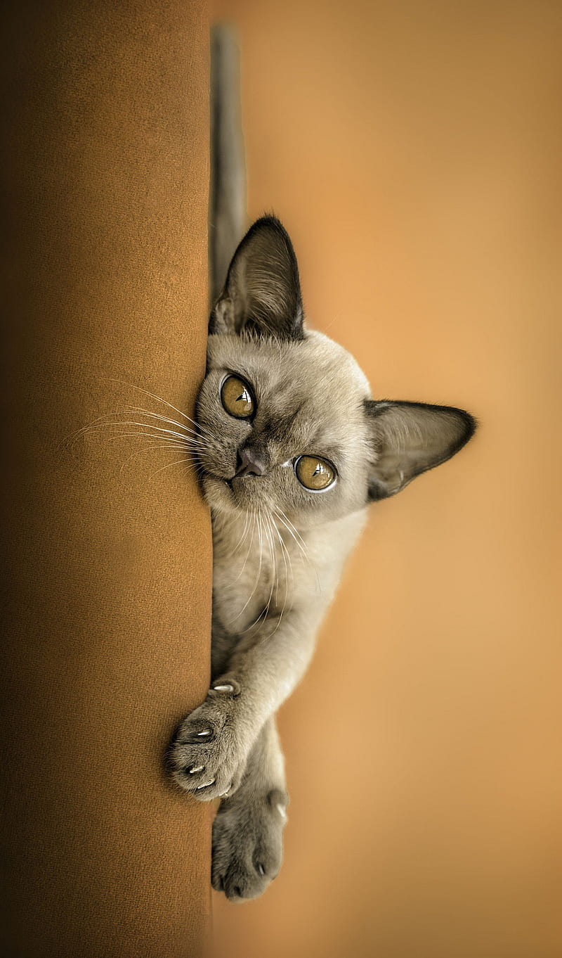 Cat Devon Rex, background, cats, cute, devon rex, kitten, kittens, little, nice, HD phone wallpaper
