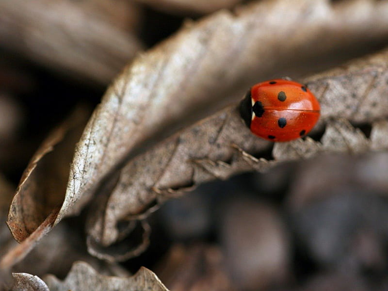 AND THERE IS LIFE, ladybirds, leaves, colour, parched, ladybugs, insects, winter, HD wallpaper