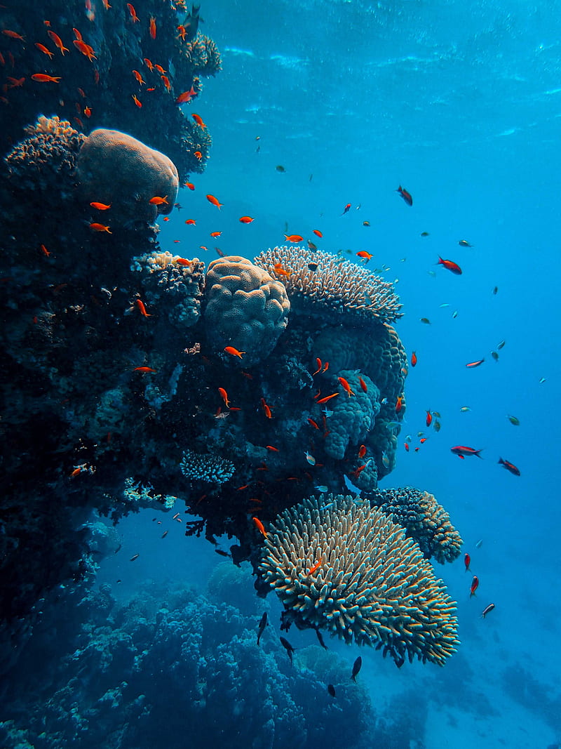 underwater world, fish, corals, ocean, HD phone wallpaper