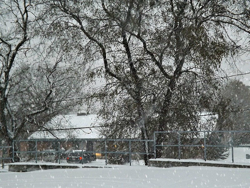 Nevando, blanco, árboles, copos de nieve, Fondo de pantalla HD | Peakpx