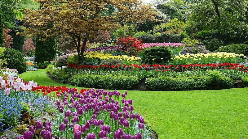 Flowers in Butchart Gardens, blossoms, vancouver island, tulips, canada, trees, HD wallpaper