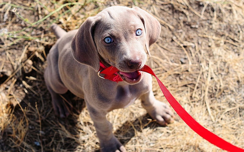 Weimaraner, puppy, dogs, cute animals, puppy with blue eyes, Small Weimaraner, cute dogs, HD wallpaper