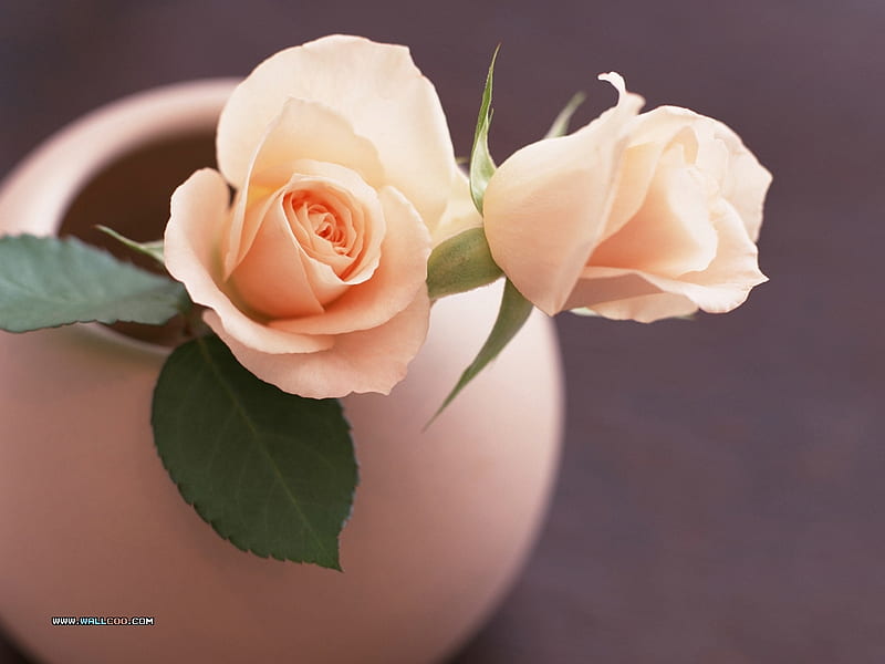 pink roses for my friend songofjoy, 2 roses, still life, vase, bonito, pink, HD wallpaper