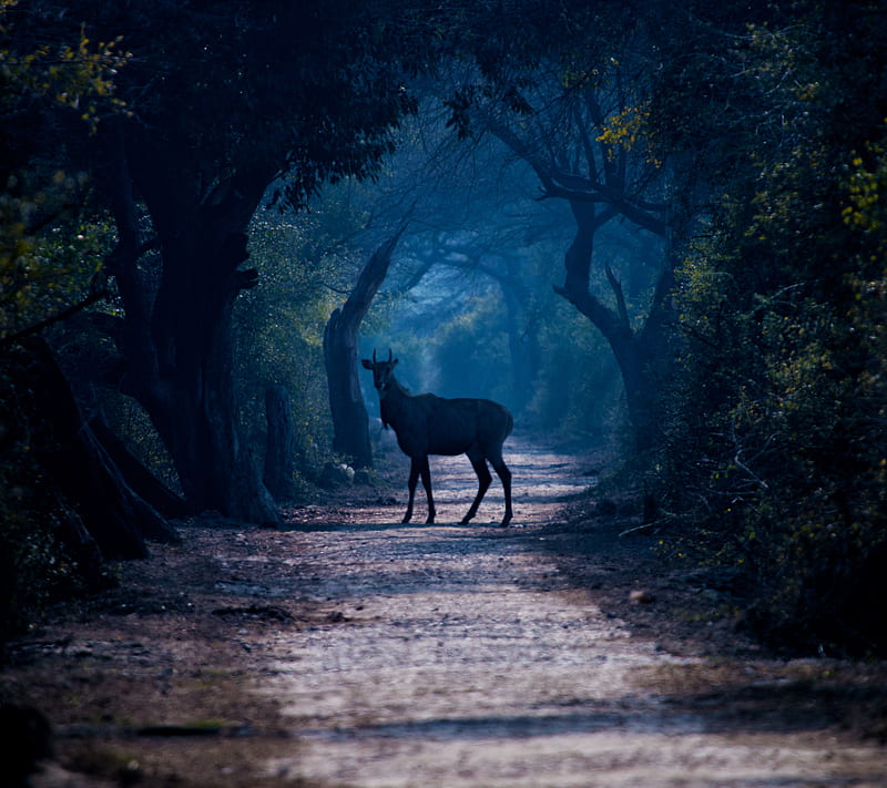 Forest, Path, Animal, Deer, HD wallpaper | Peakpx