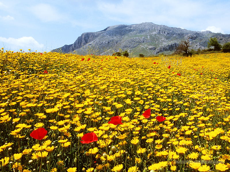 Fleurs - Crete, hills, red, scenic, flowers, yellow, fields, crete, HD wallpaper