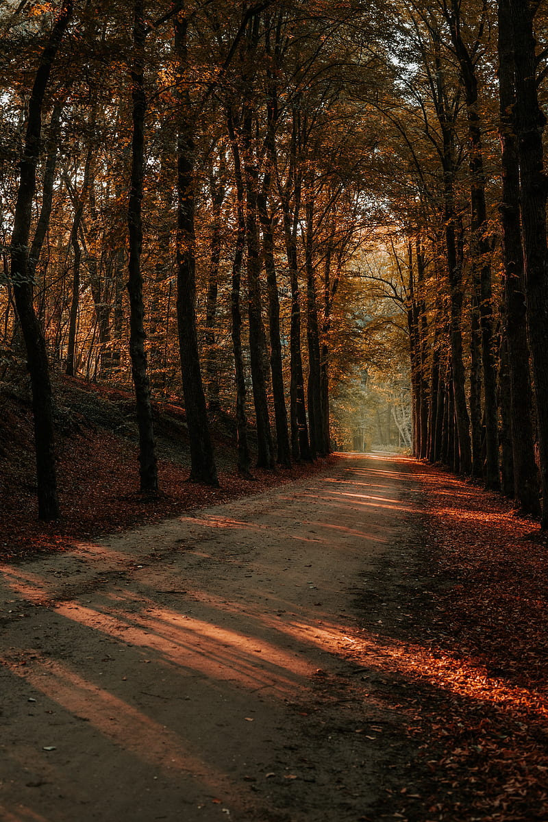 alley, trees, autumn, road, rays, HD phone wallpaper