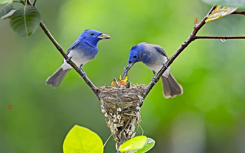 Beautiful birds, Feeding, Pretty, Nest, Birds, HD wallpaper