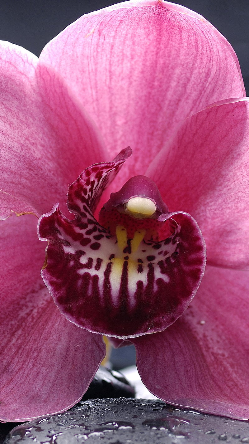 orchid, cymbidium, HD phone wallpaper