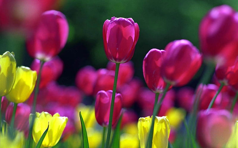 TULIPS, STEMS, YELLOW, PETALS, PURPLE, HD wallpaper | Peakpx