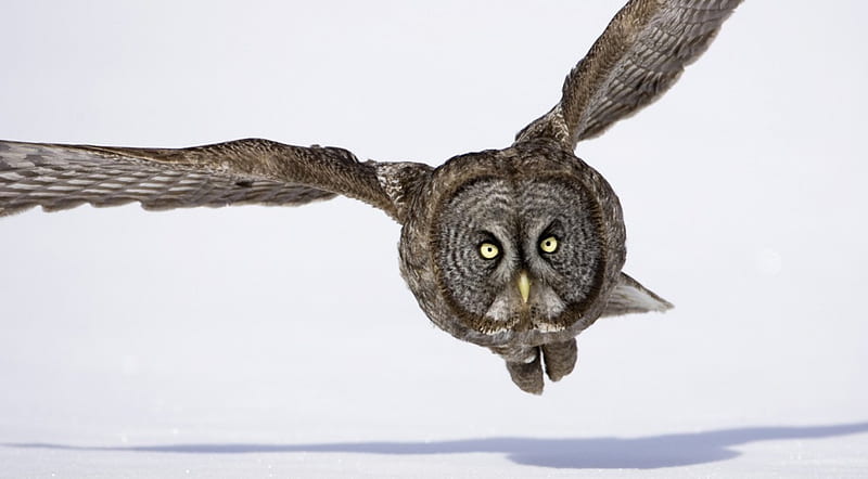 Hunting great gray owl, owl, bird of prey, birds, winter, cute ...