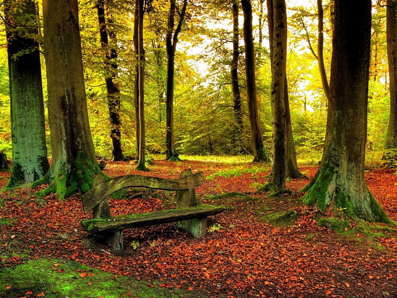old bench in the forest, forest, bench, tree, old, HD wallpaper