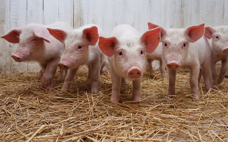 little pink piglets, farm, pigs, funny animals, five pigs, HD wallpaper
