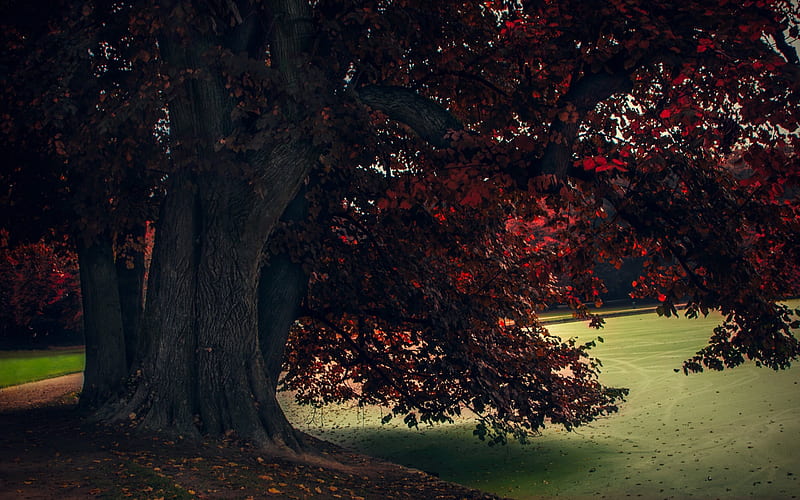 autumn, park, autumn landscape, tree, old tree, HD wallpaper
