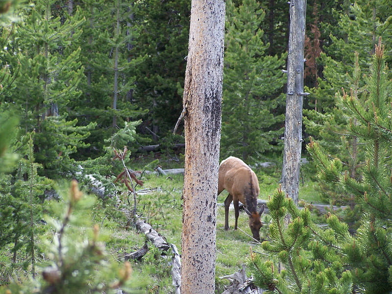 Cow Elk West Yellowstone, Wildlife, Mountains, National Parks, Elk, HD wallpaper