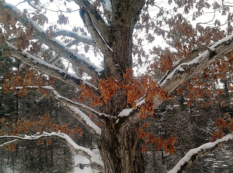 ~~; Mighty Oak @ Eels Creek ;~~, tree, snow, winter, Oak, HD wallpaper