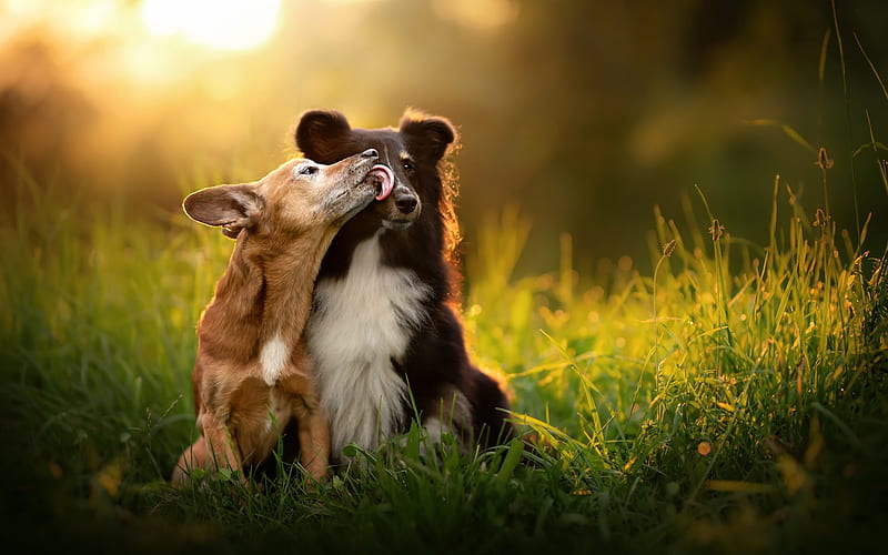 black Australian sheepdog, small dogs, friendship concepts, cute animals, pets, HD wallpaper