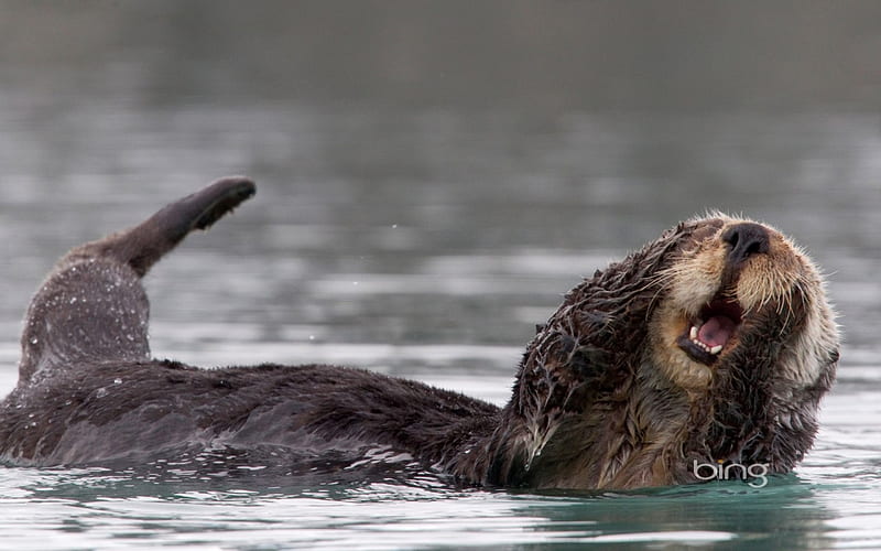 Alaska Sea Otter, Sea, Alaska, Otter, HD wallpaper | Peakpx
