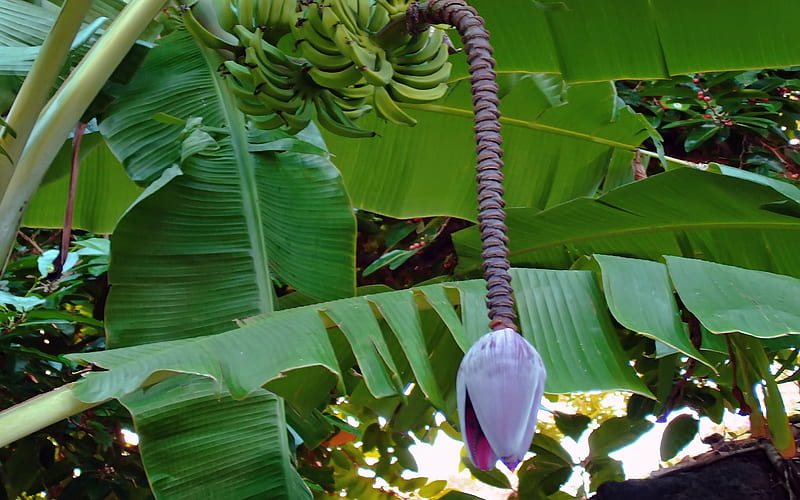 Banana Flower, bora bora, beach, paradise, tropical, tahiti, HD wallpaper