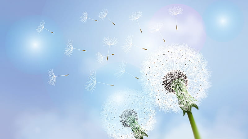 Blowing in the Wind, fall, weed, floral, seeds, dandelion, summer, flowers, Firefox Persona theme, fluff, blue, HD wallpaper