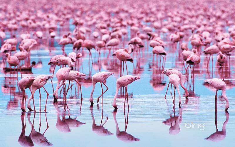 Pink Flamingos, HD wallpaper
