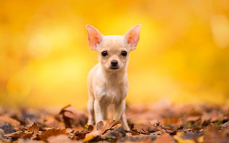 chihuahua, small dogs, bokeh, forest, autumn, companion dog, smallest dog, HD wallpaper