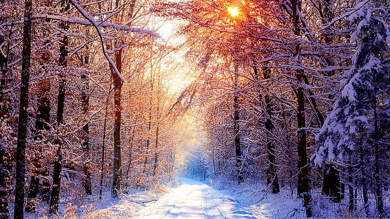 First snow, forest, sun, reflection, snow, HD wallpaper