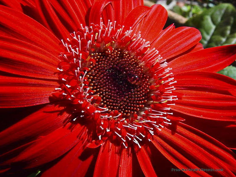 Belleza roja, flor, bonita, roja, margarita, Fondo de pantalla HD | Peakpx